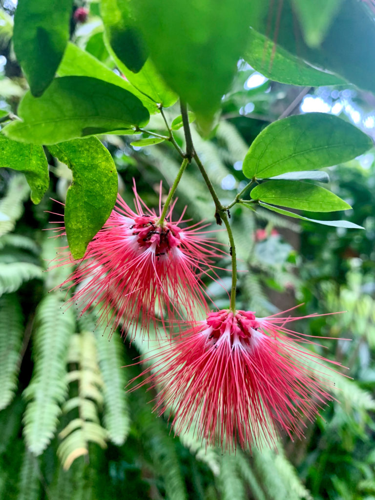 Our botanical garden has many greenhouses with exotic plants